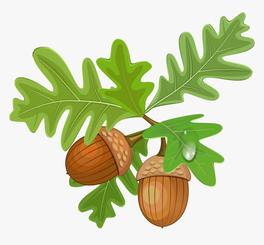 Acorn Png Image - Acorn With Leaves Clipart, Transparent Png, Free Download