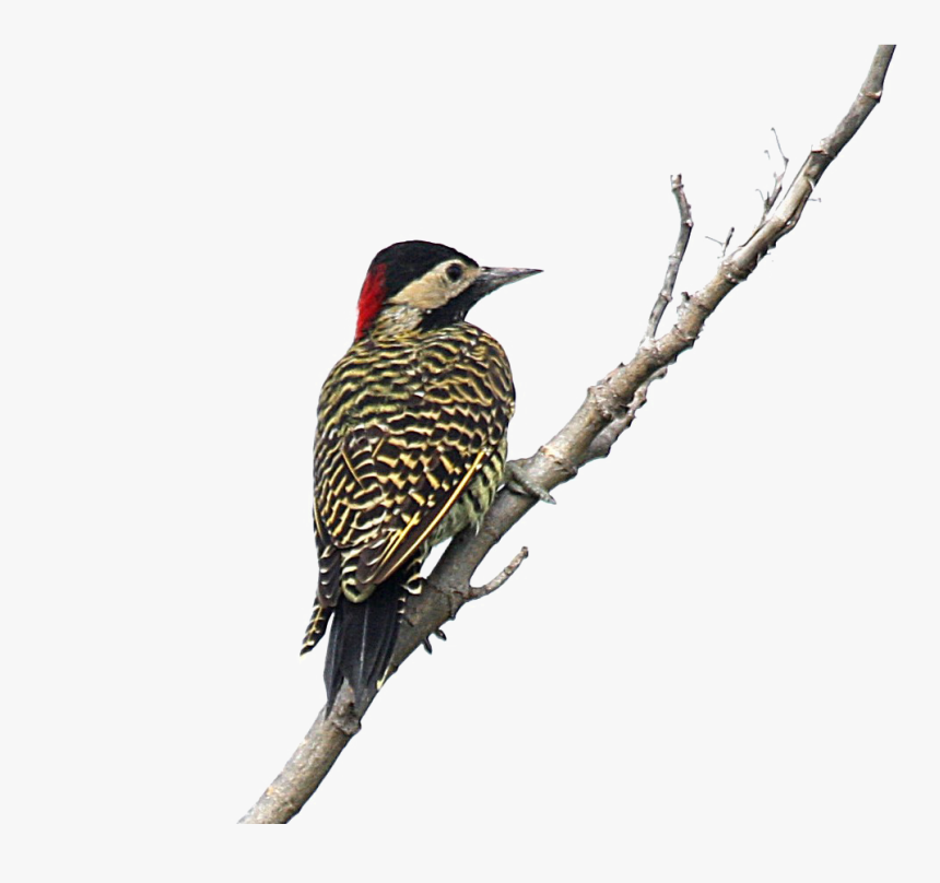 Acorn-woodpecker - Woodpecker Png, Transparent Png, Free Download