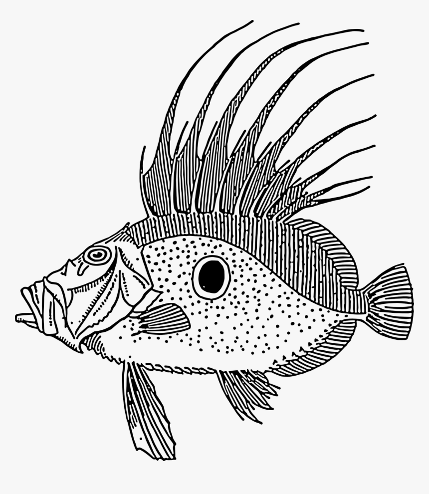 Download Dory Fish Svg Clip Arts John Dory Fish Vector Hd Png Download Kindpng