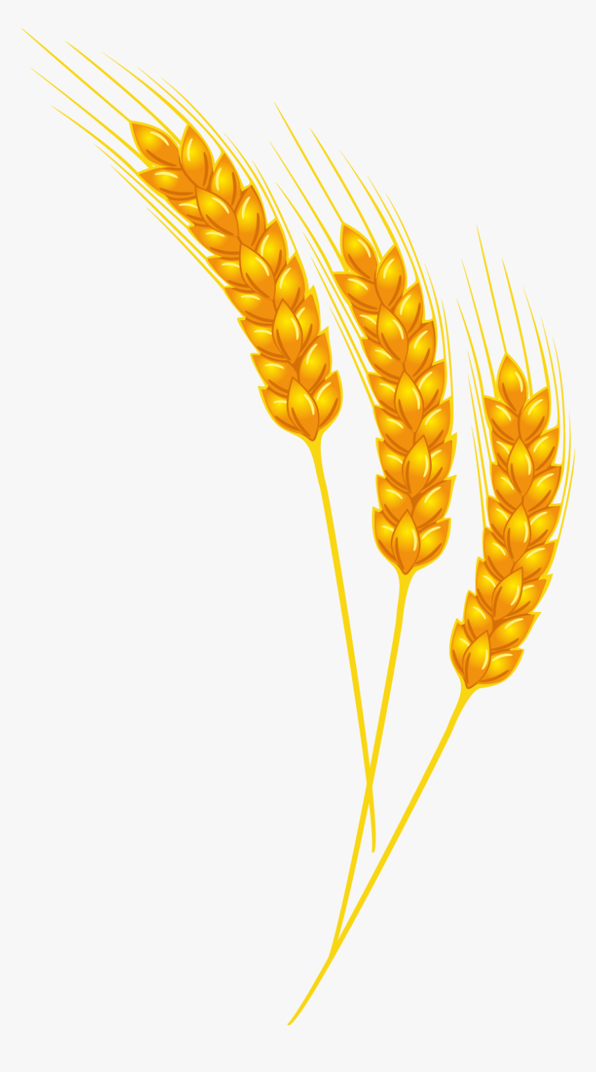 Khorasan Wheat, HD Png Download, Free Download