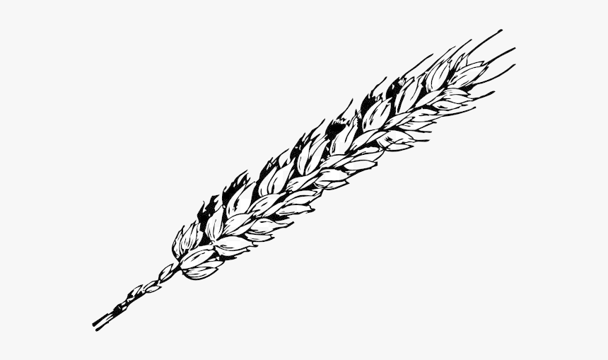 Wheat Grain Free Content Clip Art Cliparts Transparent - Wheat Black On White, HD Png Download, Free Download