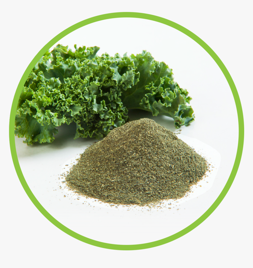 Transparent Kale Png - Kale, Png Download, Free Download