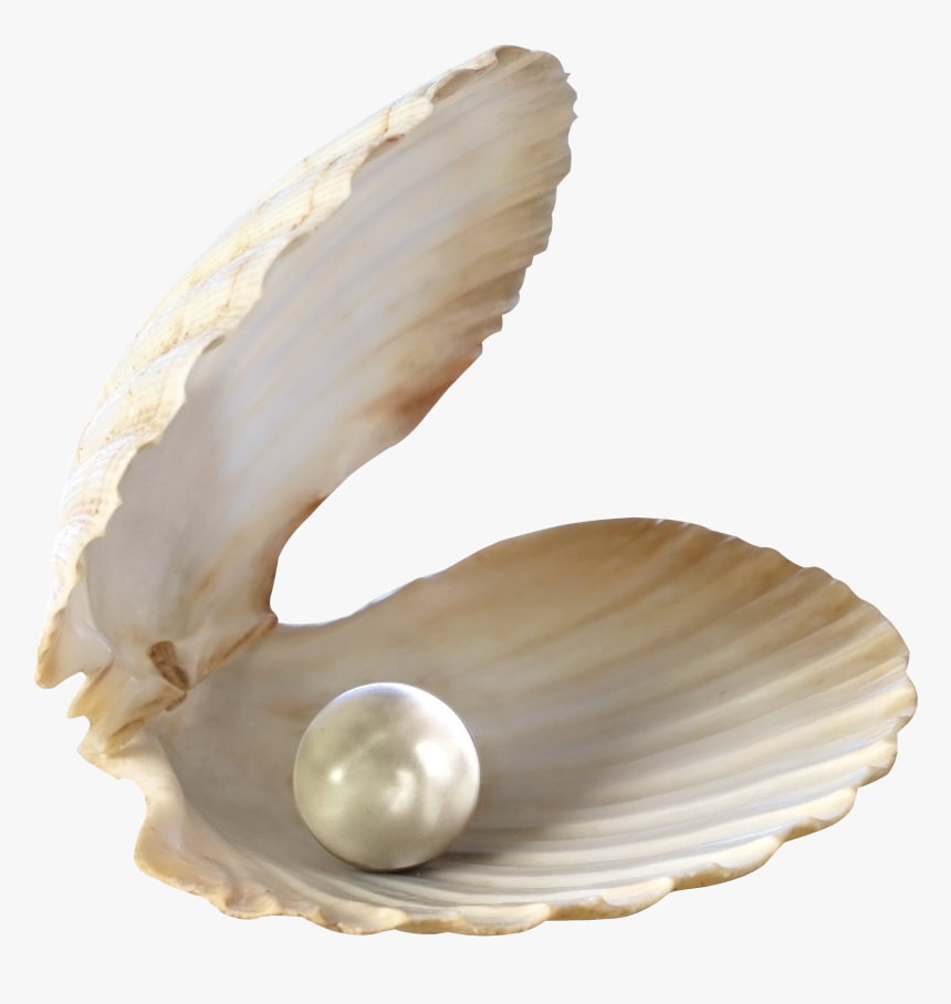 Transparent Seashells Png - Seashell Png, Png Download, Free Download