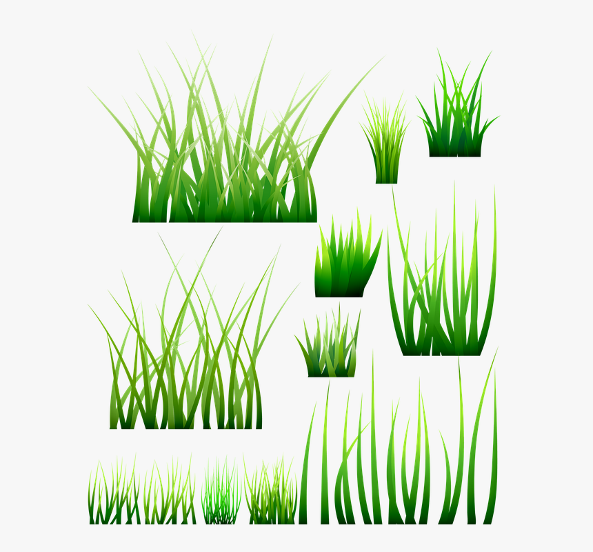 Grass, Green Blades, Meadow, Nature, Plant, Grasses - Verde Pasto Vector, HD Png Download, Free Download