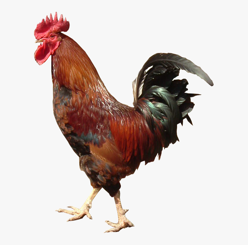 Cockerel Transparent Image - Rooster With No Background, HD Png ...