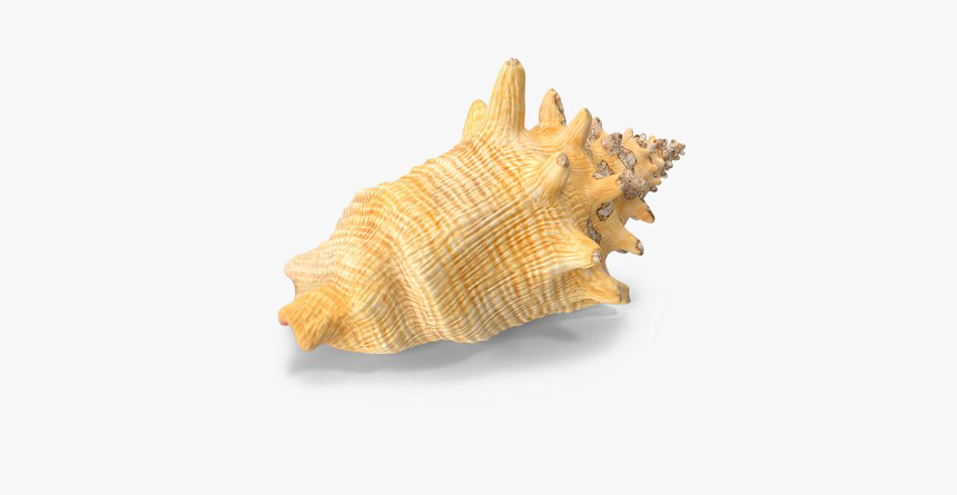 Conch, HD Png Download, Free Download