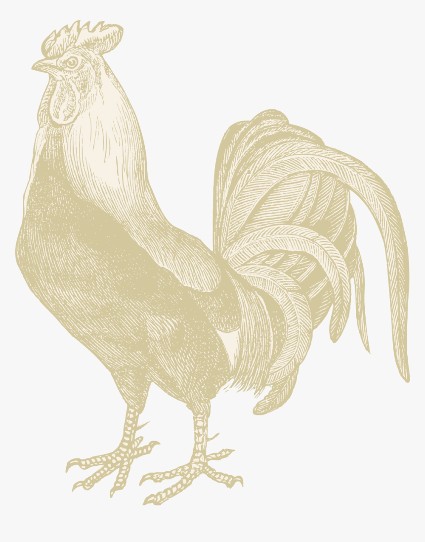 Rooster, HD Png Download, Free Download