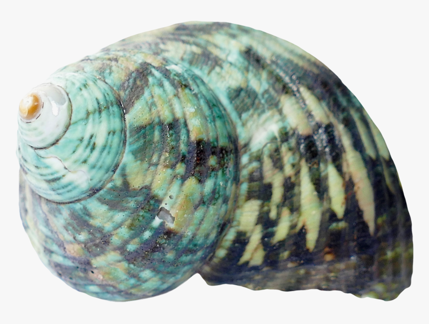 Sea Ocean Shell Png Image, Transparent Png, Free Download