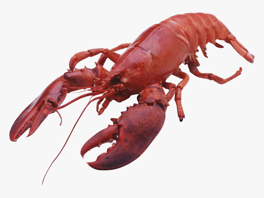 Lobster Large Front - Lobster Png, Transparent Png, Free Download