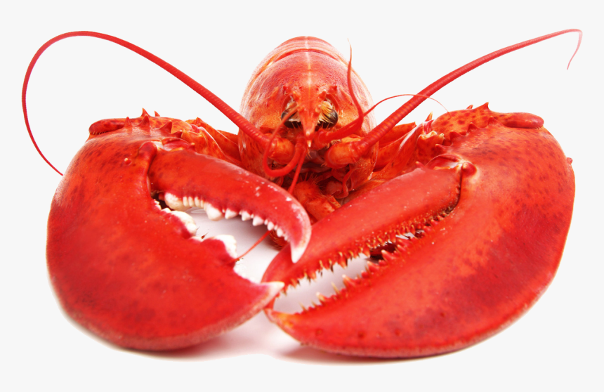 Download Lobster Png Free Download - Whole Lobster, Transparent Png, Free Download