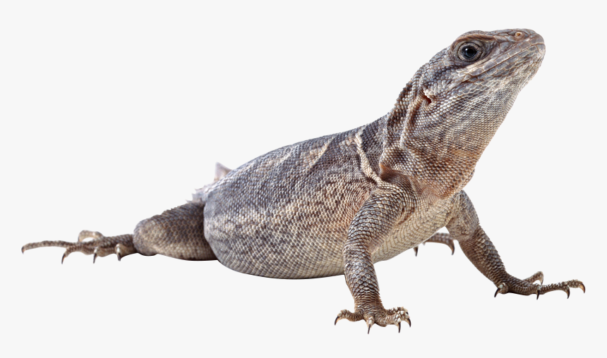 Monitor Lizard Png, Transparent Png, Free Download