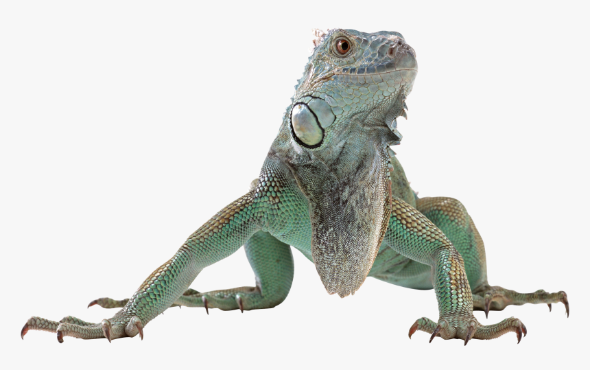 Lizard Png - Transparent Background Lizard Png, Png Download, Free Download