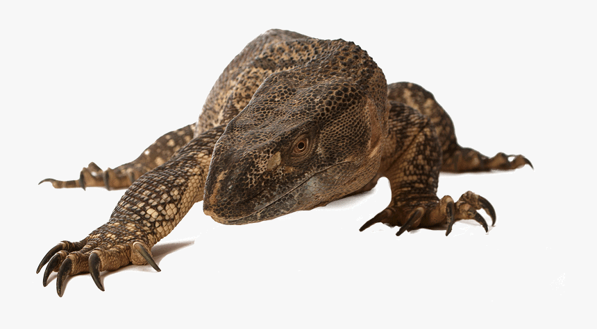 Dragon-lizard - Komodo Dragon, HD Png Download, Free Download