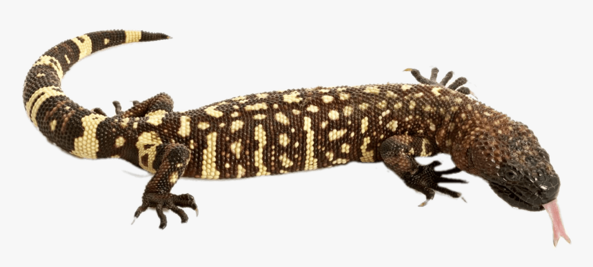 Lizard Transparent Background , Png Download - Mexican Beaded Lizard Png, Png Download, Free Download