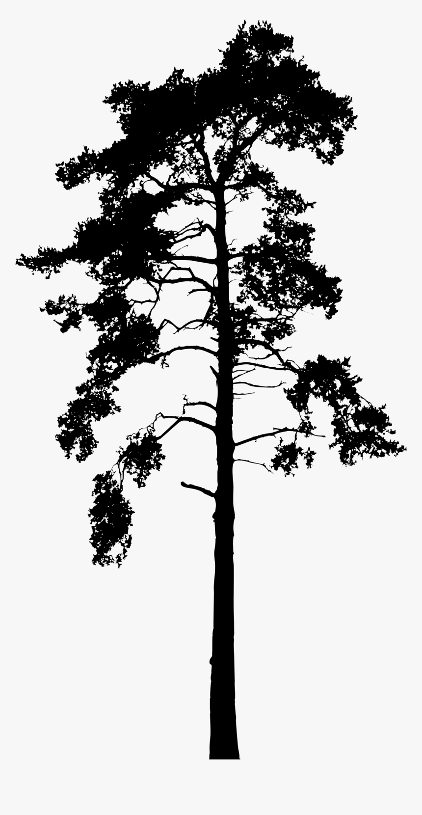 Georgia Pine , Png Download - Tall Tree Silhouette Png, Transparent Png ...