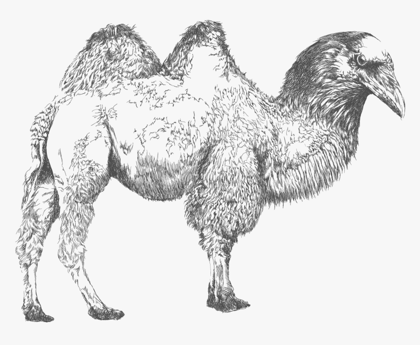 Bactrian Camel , Png Download - Sketch, Transparent Png, Free Download