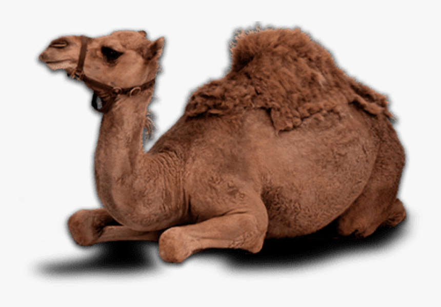 Camel Eid Png, Transparent Png, Free Download