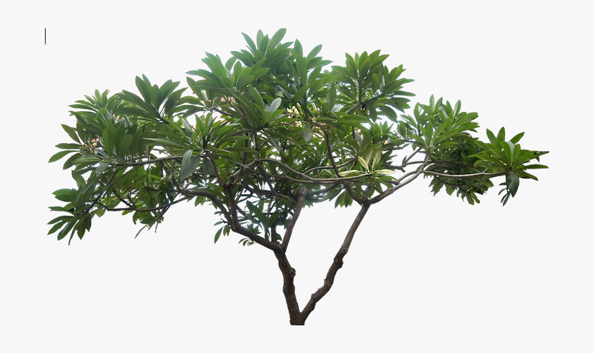 Jungle Tree Png Picture - Jungle Tree Png, Transparent Png, Free Download
