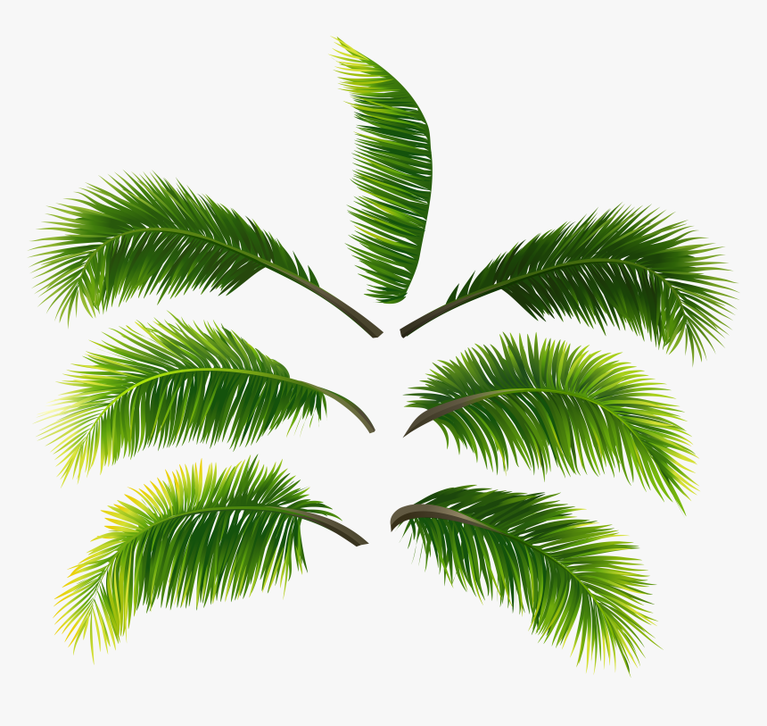 Transparent Palm Fronds Clipart - Palm Leave Png Transparent, Png Download, Free Download