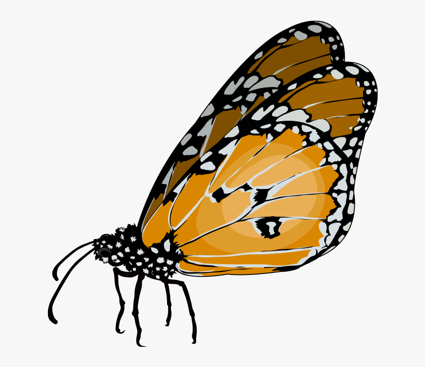 Monarch Butterfly, HD Png Download, Free Download