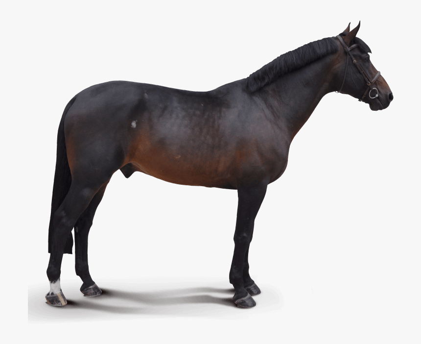 Destello - Stallion, HD Png Download, Free Download