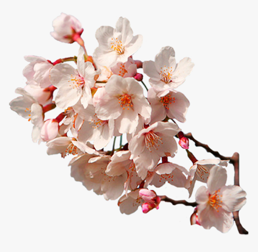 Sakura Png Transparent Image - Cherry Blossom Branch Hd, Png Download, Free Download