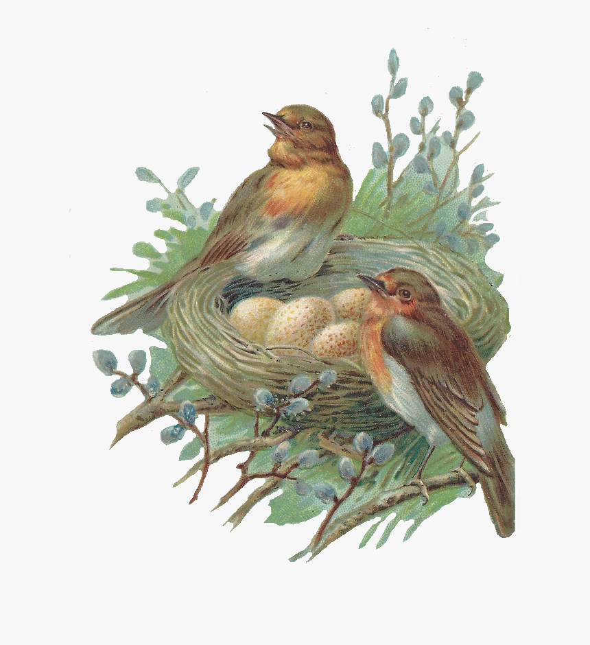 Nest Png Image - Bird With Nest Png, Transparent Png, Free Download