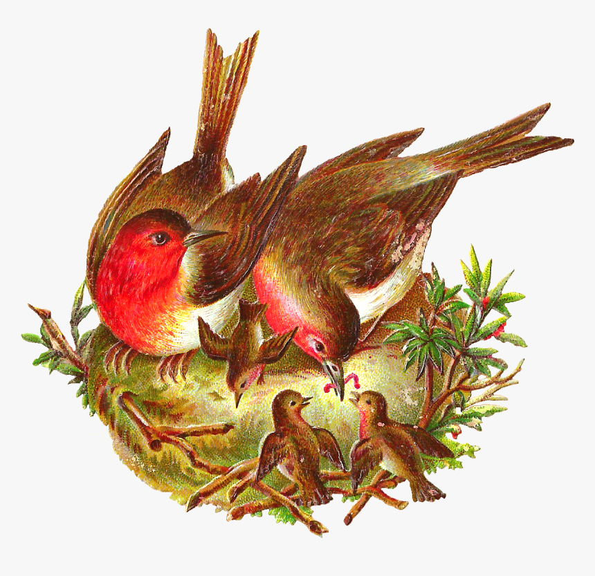 Free Bird Graphic - Bird In The Nest Png, Transparent Png, Free Download