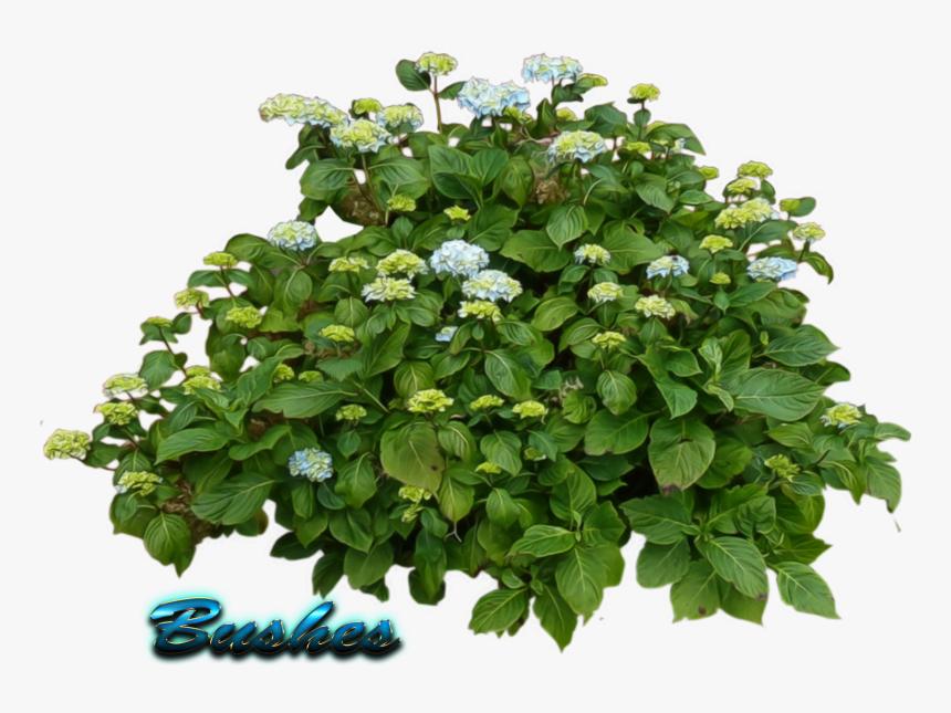 Bushes Transparent - Lantana White Flower Png, Png Download, Free Download