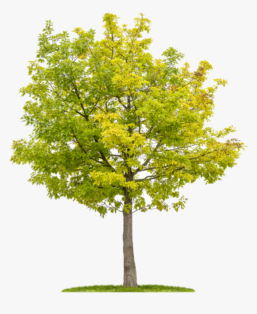 Oak Tree White Background, HD Png Download, Free Download