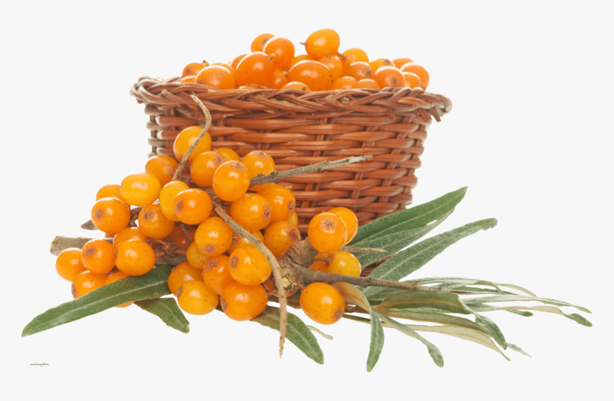 Sea-buckthorn - Sea Buckthorn Png, Transparent Png, Free Download