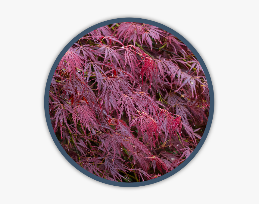 Maple , Png Download - Grevillea 'robyn Gordon', Transparent Png, Free Download