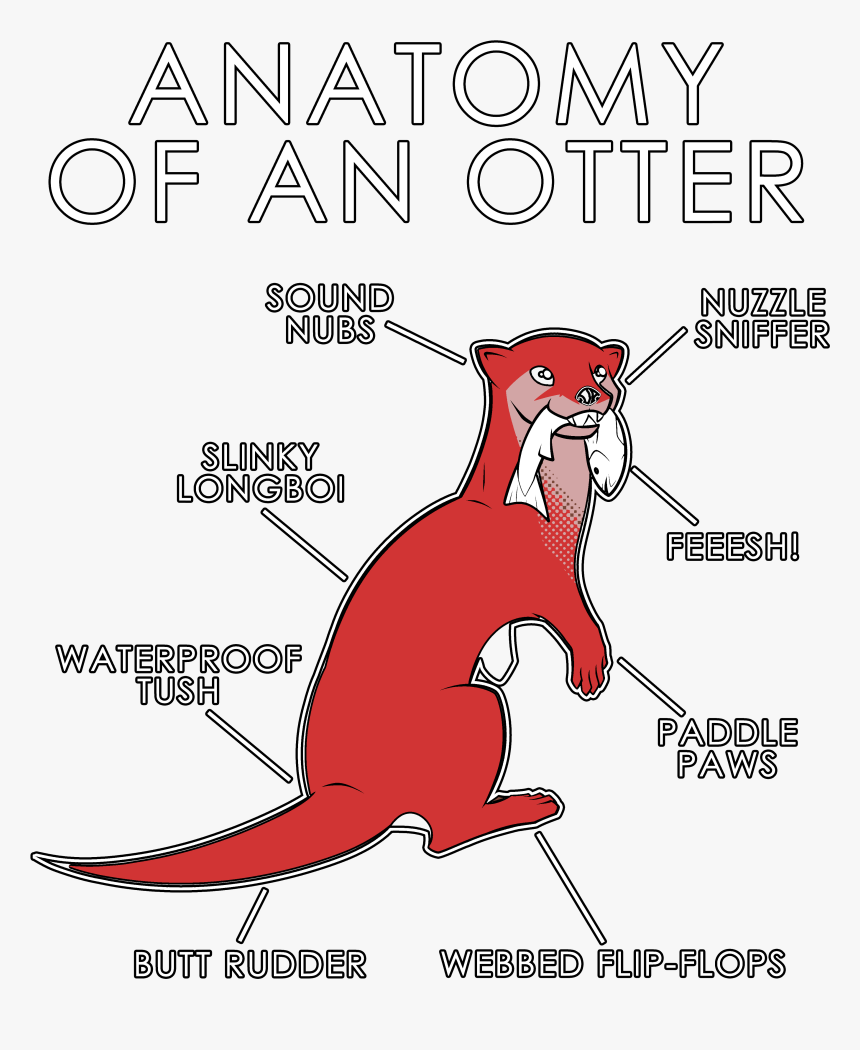Otter Anatomy, HD Png Download, Free Download