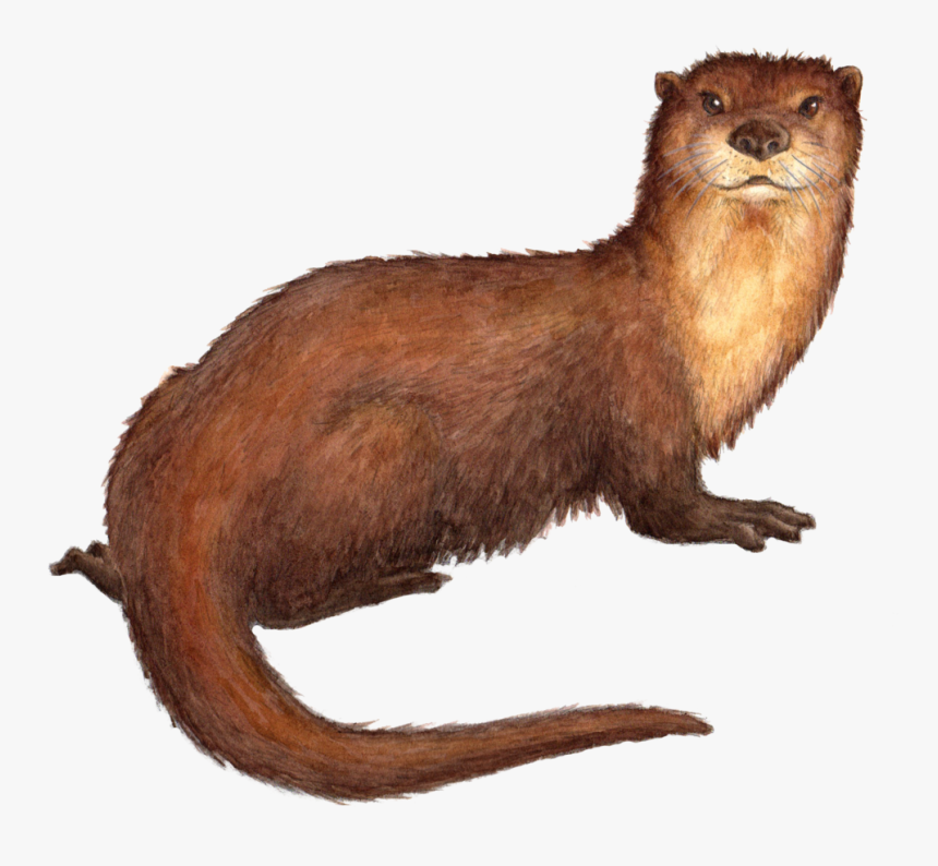 Drawn Otter Sea Mink - Sea Mink Extinct Transparent, HD Png Download, Free Download