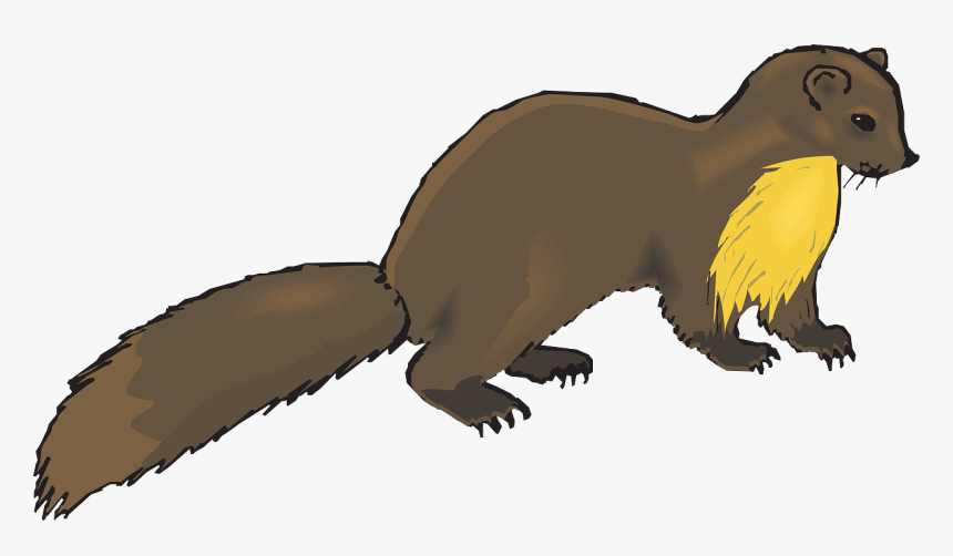 Otter Clipart Transparent - Mink Clipart, HD Png Download, Free Download