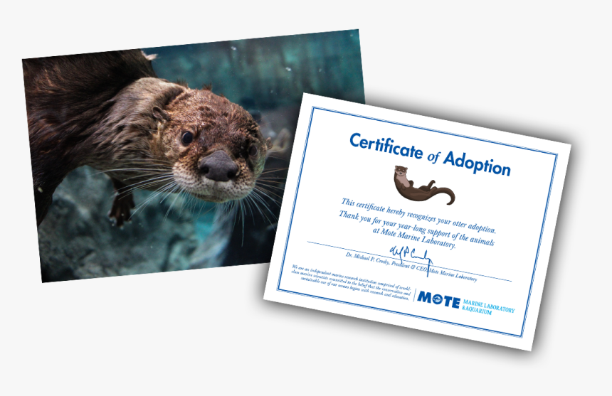 Items Included In E-pal Package - Sea Otter, HD Png Download, Free Download