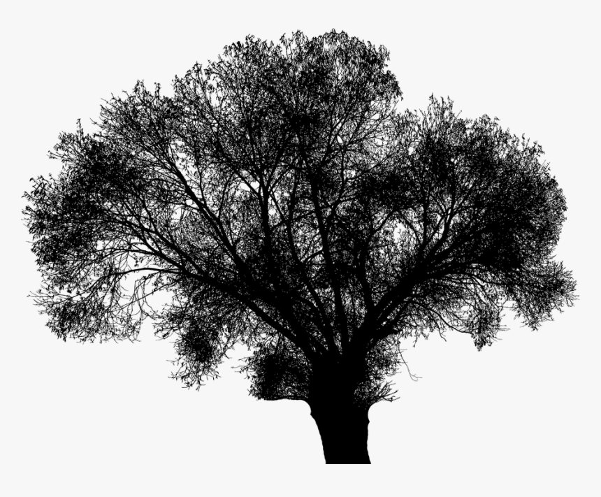 Tree, Branches, Silhouette, Landscape, Nature, Green - Erwarte Nichts Von Anderen Was Du Selbst, HD Png Download, Free Download