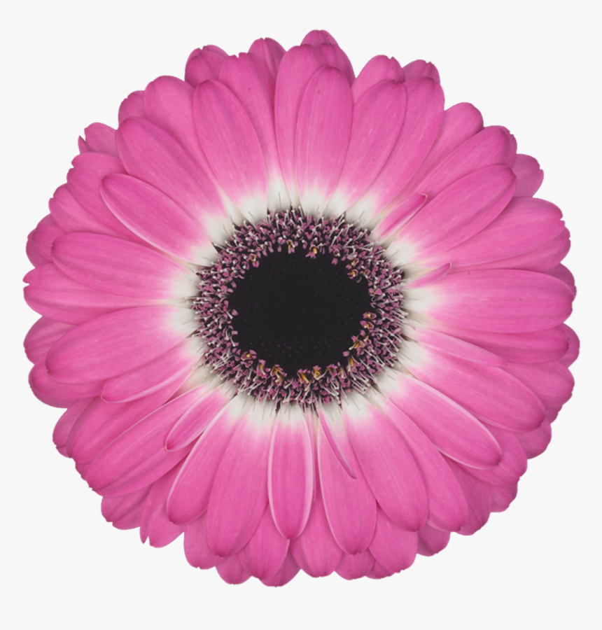 Fucsia Gerbera Flower Png, Transparent Png, Free Download