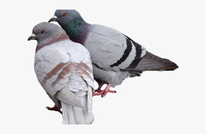 Baby pigeons image