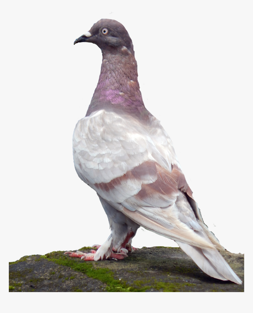 Rock Dove Stock Dove Columbidae Common Wood Pigeon - Paruh Merpati Yg Bagus, HD Png Download, Free Download