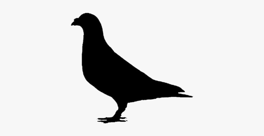 Pigeon Png Transparent Images - Rock Dove, Png Download, Free Download