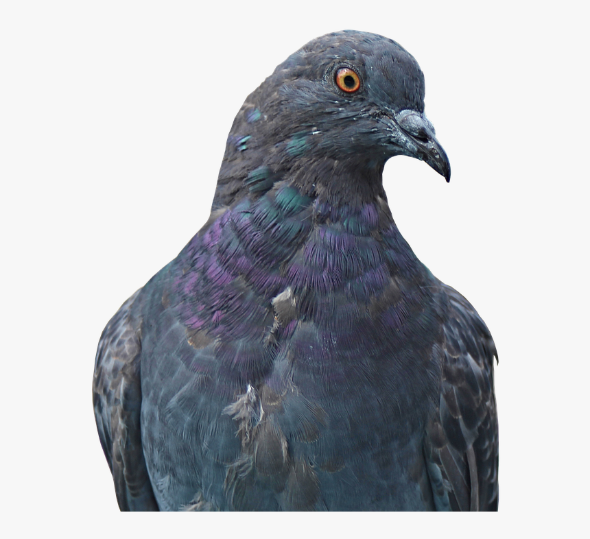 Transparent Pigeons Png - Gołąb Png, Png Download, Free Download