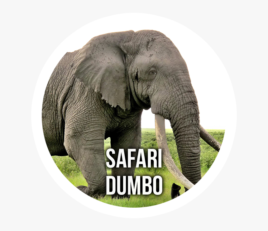 Safari Dumbo - Biggest Animal In Africa, HD Png Download, Free Download