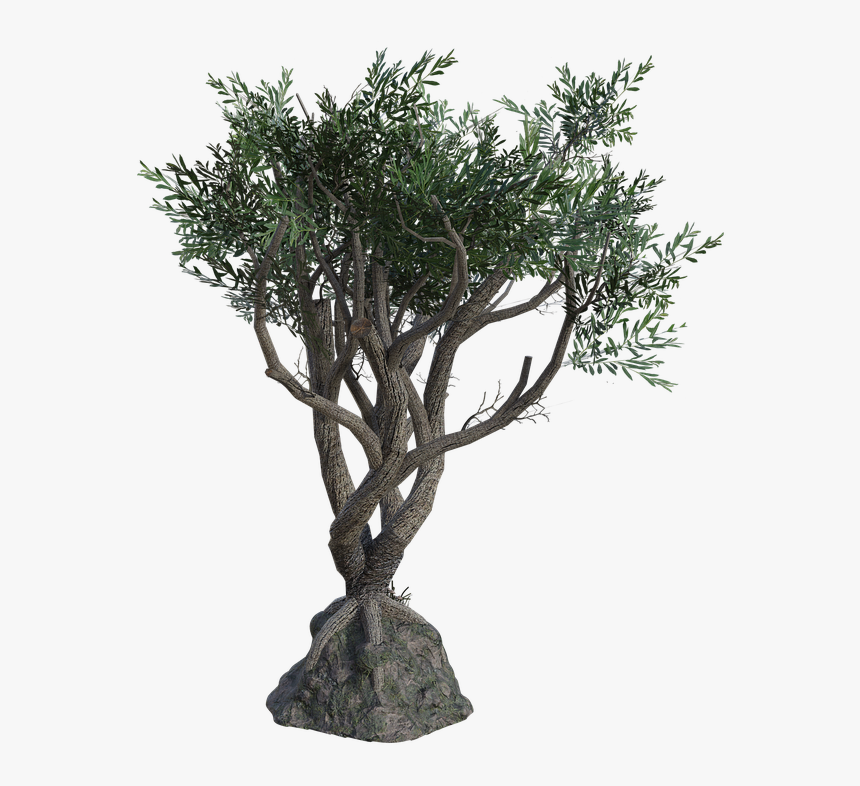 Twisted Tree, Branches, Leaves, Trunk, 3d, Render - Twisted Tree Png, Transparent Png, Free Download