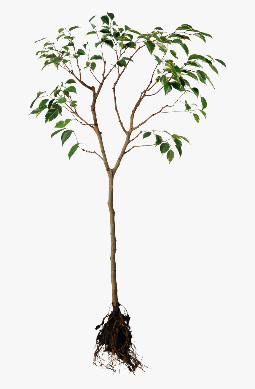 Tree Png Image - Forgive Is To Set A Prisoner Free U, Transparent Png, Free Download