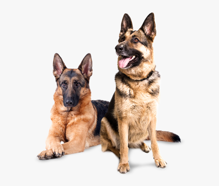 Transparent Perritos Png - Dog Image Hd Png, Png Download, Free Download