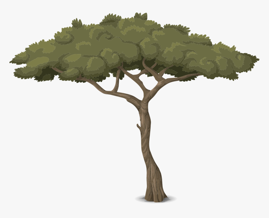 Baum Mit Hohem Stamm, HD Png Download, Free Download