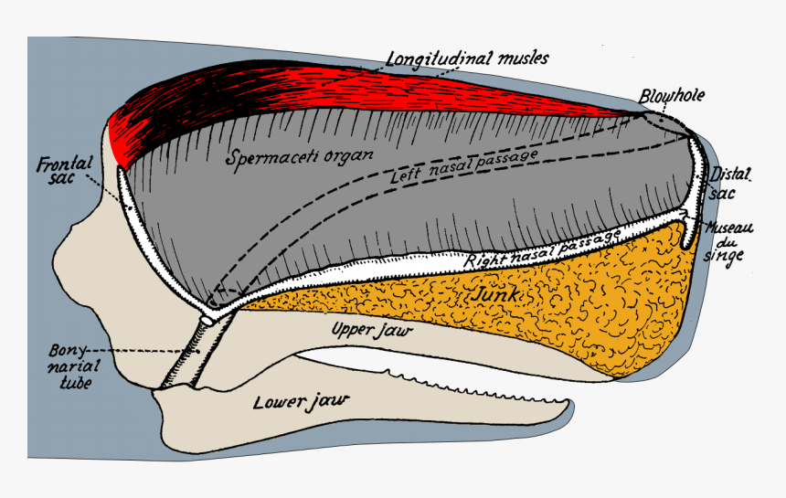 Sperm Whale Head Anatomy - Sperm Whale Skull Anatomy, HD Png Download, Free Download