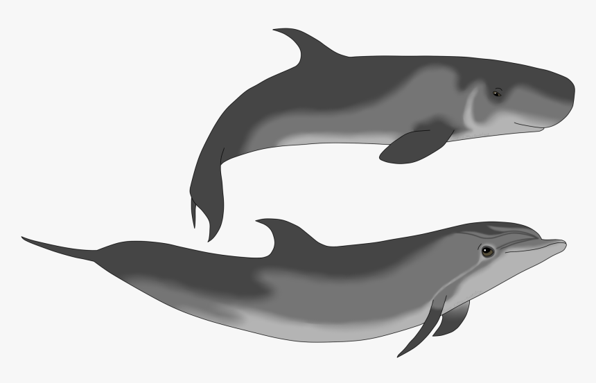 Dolphin And Sperm Whale, HD Png Download, Free Download