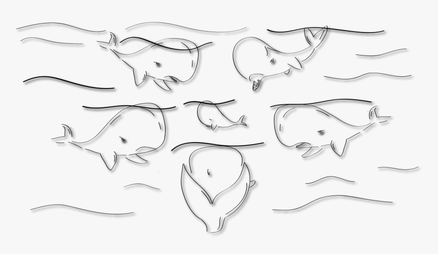 Educational Sperm Whale Dvd - Line Art, HD Png Download, Free Download